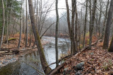 Çırılçıplak ağaçların arasından akan akarsu ve düşen yapraklar kış manzarası, yatay görünüm