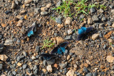 Pipevine swallowtail butterflies resting on a dirt and gravel surface, nature and insect background, horizontal aspect
