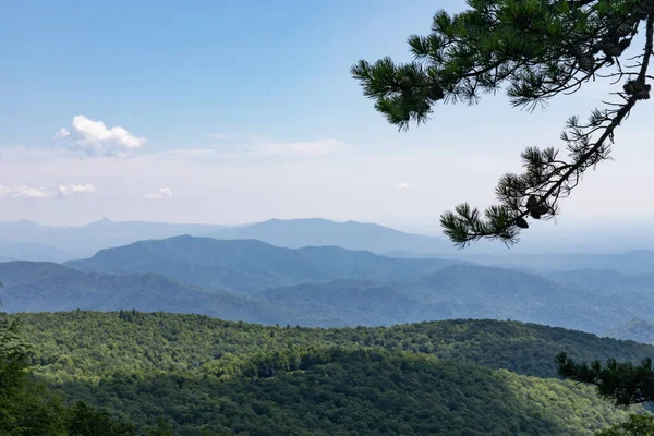 Pine tree in the foreground of a scenic overlook of the Blue Ridge Mountains of North Carolina on a sunny summer day, beautiful mountain landscape, horizontal aspect