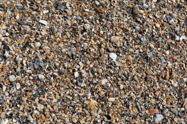 Küçük ve kırılmış deniz kabukları ve sahil kumları, sahil beldesi ya da emeklilik yaratıcı kopya alanı, yatay görünüm