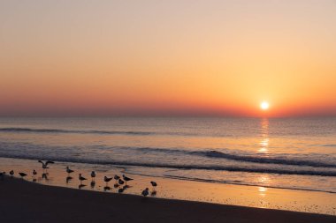 Güneşin okyanus üzerinde yükselmesiyle dalgaların güzel yansıyan ışıklarındaki kayıtsız martılar, sakin kıyı suları huzur ve sükunet, yatay görünüm yayıyor.