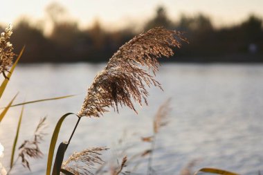 Parkta güzel bir gün batımı