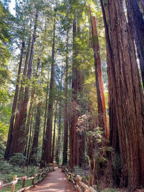 Sunlight In The Redwood Trees At Muir Woods National Monument