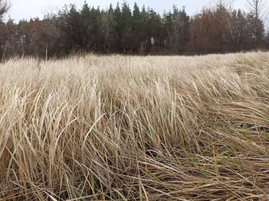 Ağaçlarla kaplı güzel bir manzara.
