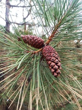 Ağaç dalında çam kozalağı