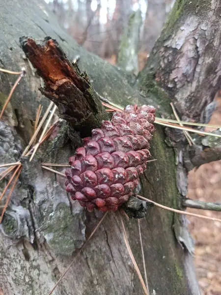 close up of a cone on a branch