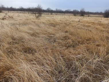 tarladaki kuru otlar