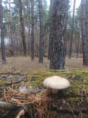 Kütüğün üzerinde mantarlar