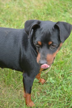 Otların arasındaki köpek