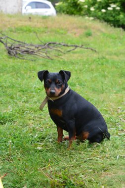 Bahçedeki sevimli köpek.