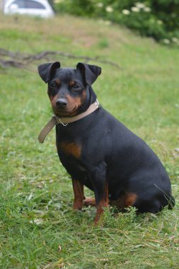 Çimlerin üzerindeki köpek portresi