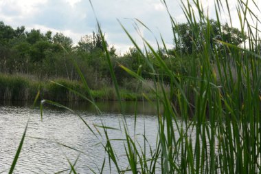 Çimenlerin ve sazlıkların arasında küçük bir nehir..