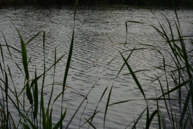 Parktaki gölün güzel manzarası