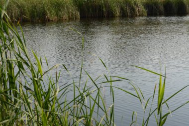 Yazın nehir ve çimen