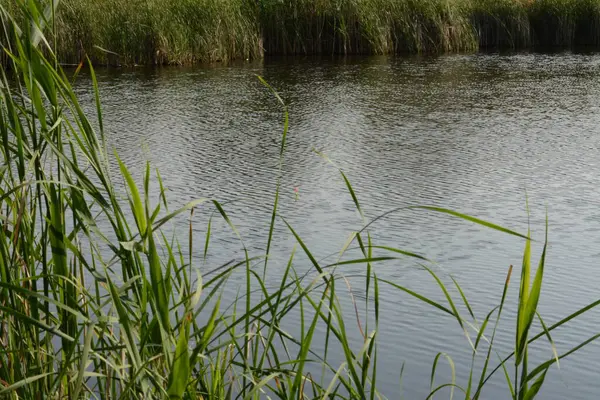 Tayland şehrindeki küçük göl.