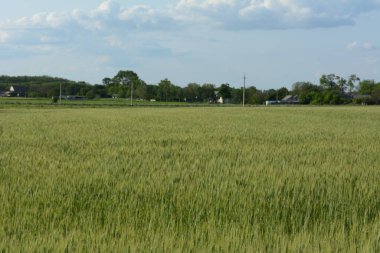 Kırsaldaki buğday tarlasının manzarası