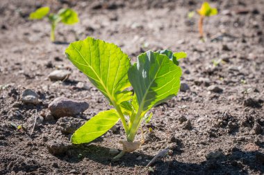 Topraktaki Genç Lahana Bitkisi. Bereketli topraklarda filizlenen taze bir lahana bitkisi. Sürdürülebilir tarım ve büyüme.