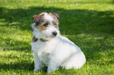 Safkan, kırık kaplama köpek yavrusu Jack Russell Terrier bahçede oturuyor. Jack Parson Russell Terrier yavru köpeği, bronzlaşmış, açık havada parkta.. 