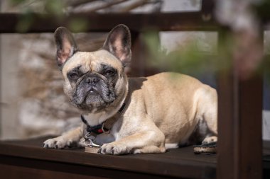 Fawn colored French bulldog lying on a wooden bench in the park. Portrait of a young purebred bulldog clipart