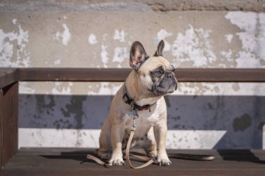 Fawn colored French bulldog sitting on a wooden bench in the park. Portrait of a young purebred bulldog clipart