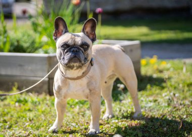 Fawn renkli Fransız Bulldog 'u bahçede. Bir Fransız bulldog portresi.