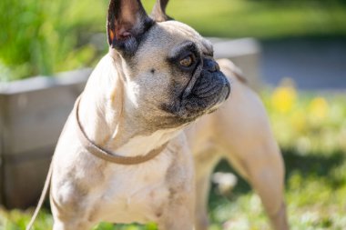 Fawn renkli Fransız Bulldog 'u bahçede. Bir Fransız bulldog portresi.