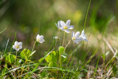 Parlayan güneş ışığında bahar çiçekleri. Yaygın odun kuşu (Oxalis asetosella). Seçici odaklanma. Duvar Kağıdı.