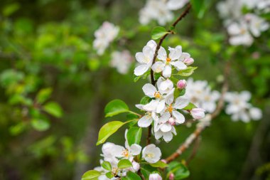 İlkbaharda yağmurdan sonra çiçek açan elma ağacı. Çiçekler yağmurdan sonra bulanık bahçenin arka planında bir elma dalı üzerine kapanır. Duvar kağıdı. Seçici odak