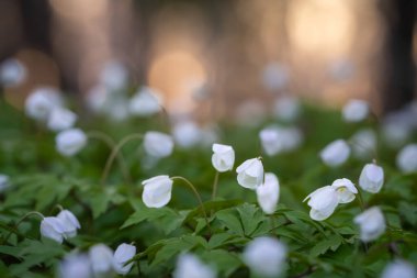 Wood Anemone (Anemone nemorosa) çiçekleri günbatımında arka planda. Yumuşak odaklı arka plan. Koruyun. Duvar Kağıdı.