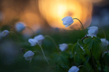 Wood Anemone (Anemone nemorosa) çiçekleri günbatımında arka planda. Yumuşak odaklı arka plan. Koruyun. Duvar Kağıdı.