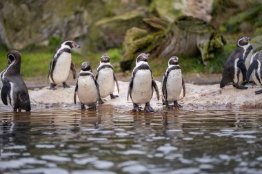 Humboldt penguin (Spheniscus humboldti) on a rock on the edge of the water. clipart