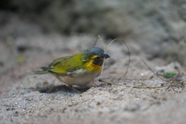 A close-up of a Cuban grassquit standing on a ground. Male Cuban grassquit (Phonipara canora)  collecting nesting material in its beak. clipart