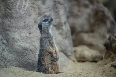 Meerkat (suricata suricatta) wildlife animal standing upright, looking up. clipart