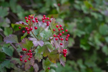 Guelder gülü (viburnum opulus) böğürtlenler ve sonbaharda açık hava bırakır. Sonbahar bahçesindeki dalda kırmızı viburnum meyveleri. Çalı dalında kırmızı viburum meyveleri.