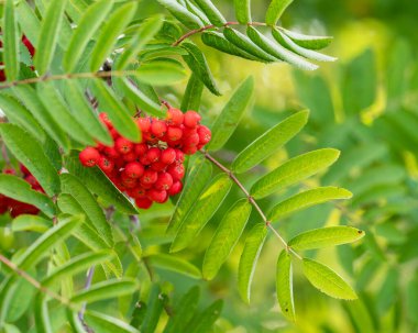 Rowan ağacında kırmızı böğürtlen, Sorbus aucuparia. Avrupa dağ külleri, Rowan ağacı (Sorbus aucuparia), böğürtlenlerle dallanır. Sonbahar arkaplanı.