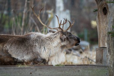 Kuzey ren geyiğinin portresi (Rangifer tarandus) yağmurlu kış gününde boynuzlarıyla