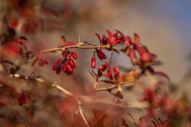 Berberis vulgaris, also known as common barberry. Barberry branch with berries in autumn. Cover design. Wallpaper background. clipart