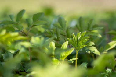 Taze, genç toprak ağası ilkbaharda yiyecek için ayrılıyor. Aegopodyum podagraria genellikle ot gerard, gut otu, piskopos otu, gut otu olarak bilinir. Yeşil arka plan. Bahar arkaplanı.