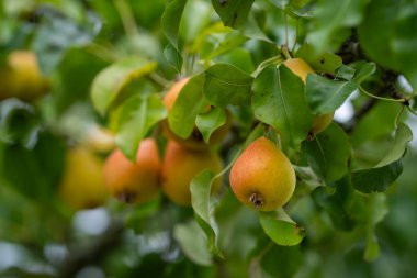 Yeşillik arka planı olan bir ağaç dalındaki olgun armutlara yakın durun. Ev bahçesindeki bir dalda armut iştahı.