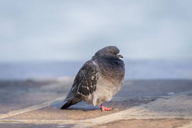 Venedik 'te çekilen yabani güvercin. Vahşi güvercin (Columba livia domestica), ayrıca şehir güvercini, şehir güvercini veya Venedik kanalı kıyısında turuncu gözlü sokak güvercini olarak da bilinir. Venedik 'in Vahşi Hayatı.