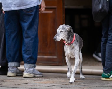 Halka açık bir sokakta İtalyan tazısı ya da İtalyan Sighthound. Gri İtalyan tazı köpeği açık kafe kapısının yanında, Venedik.
