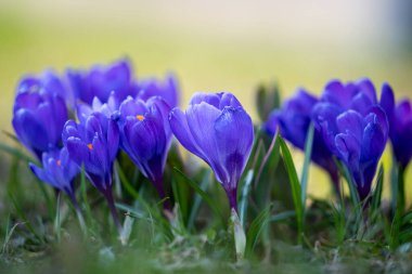 Bulanık arka plandaki ilk bahar çiçekleri. Çayır üzerinde bahar çok renkli timsahlar. Bahar arka planı. Seçici odak.
