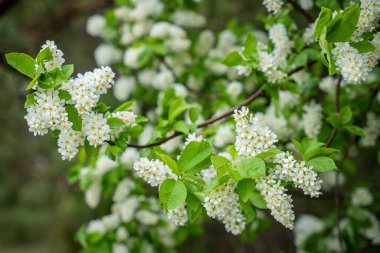 Kuş kirazının beyaz çiçekleri (Prunus padus). Kuş kirazı, böğürtlen, böğürtlen ya da mayday ağacı. Bahar günü çiçek açan kuş kirazı. Bahar arka planı. Doğa arkaplanı