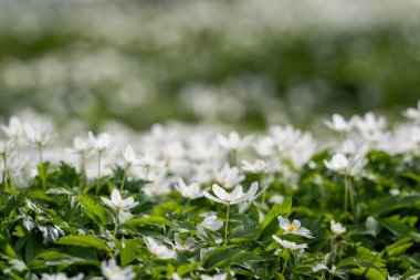 White wildflower background. Wood anemone (anemone nemorosa) on a sunny day. Old city Park. Wildflower meadow. Wallpaper. Selective focus. clipart