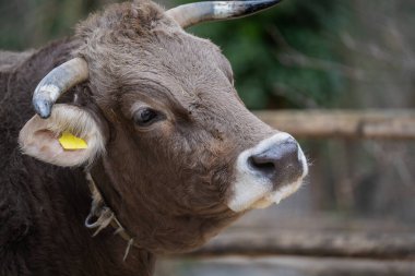Orijinal Braunvieh 'in Portresi. Orijinal Braunvieh çift amaçlı süt ve sığır eti cinsidir..