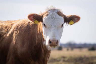 İlkbahar arka planına sahip Hereford sığırlarına hasret. Hereford sığır yavrusunun portresi..