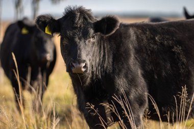Özleyen inek Aberdeen Angus sonbahar arkaplanı bulanık. Bir Aberdeen Angus Baldırı Kıyı çayırında.