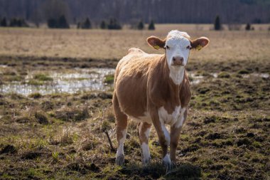 İlkbahar arka planına sahip Hereford sığırlarına hasret. Hereford sığır yavrusunun portresi..