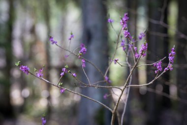 Mezereon (Daphne mezereum) ilkbaharın başlarında bir ormanda çiçek açar. Daphne Mezereum bahar günü çiçek açıyor. Genellikle mezereon, mezereon, Şubat Daphne, spurge laurel ya da spurge zeytin olarak bilinir. Seçici odak, orman geçmişi.