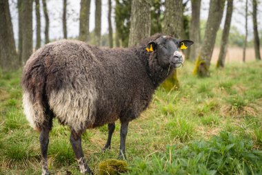 Tarlada duran bir koyunun portresi. Peyzaj bekçisi. Batı Estonya Takımadaları Biyosfer Koruma Alanı.